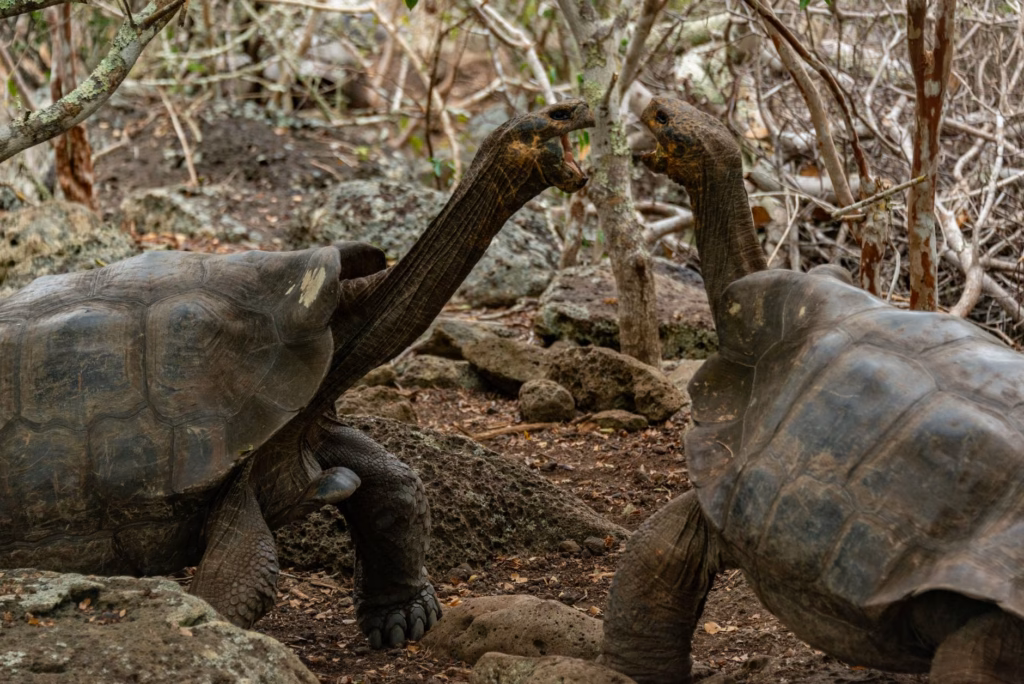 5 Day Ecuador Itinerary Galapagos Islands