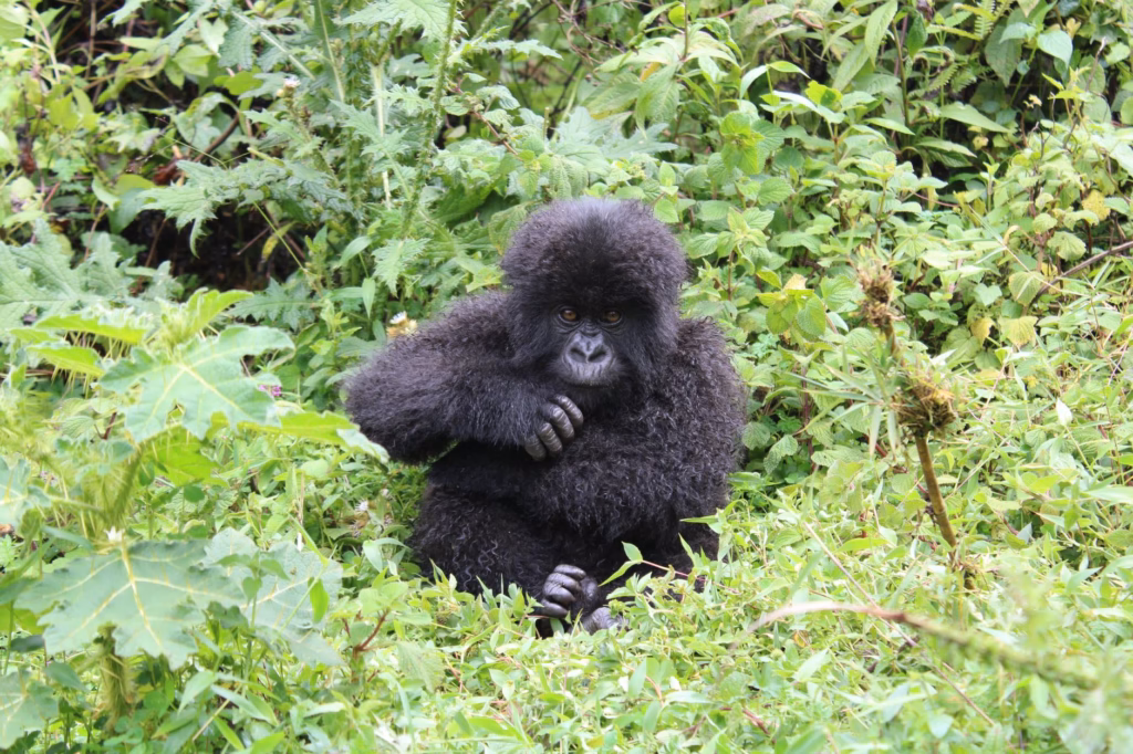 7 Day Rwanda Itinerary Gorilla Trekking Guide