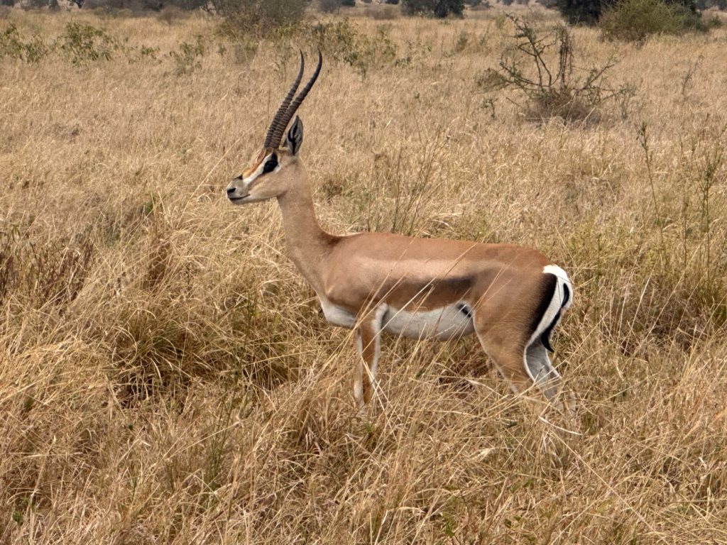 7 Day Tanzania Itinerary Serengeti and Zanzibar