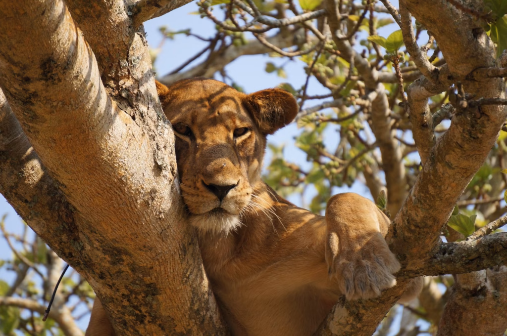 7 Day Uganda Itinerary Wildlife and Nature