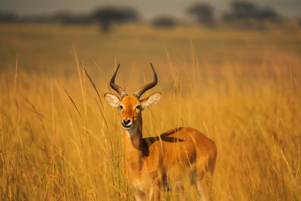 Best National Parks in Africa for Wildlife