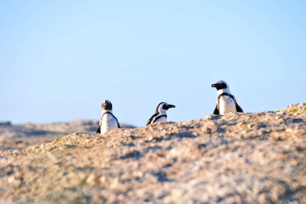 Best Places to See Penguins in Antarctica