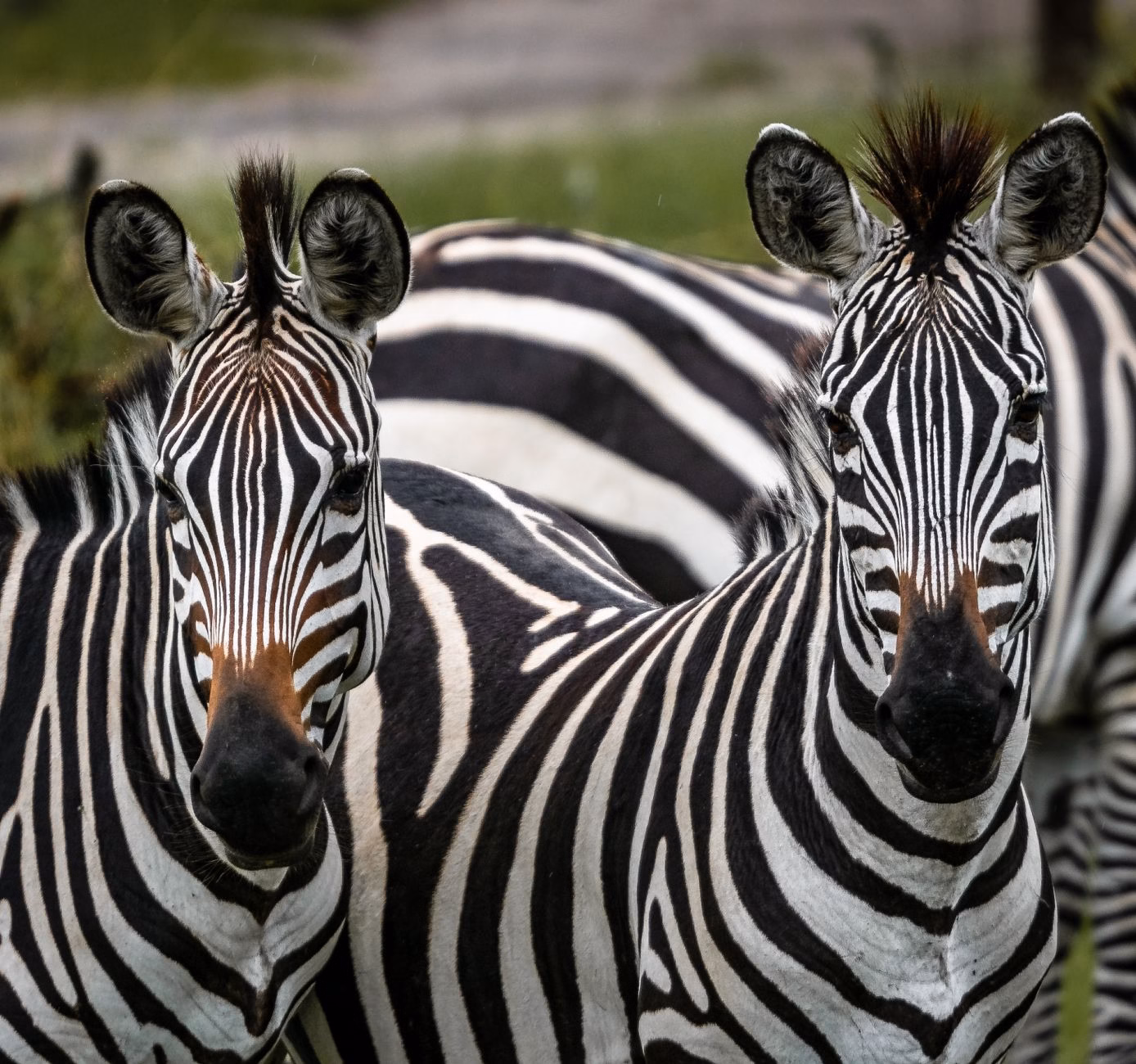 East Africa Safari Itinerary