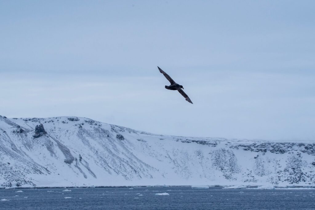 Flights to Antarctica: is It Possible
