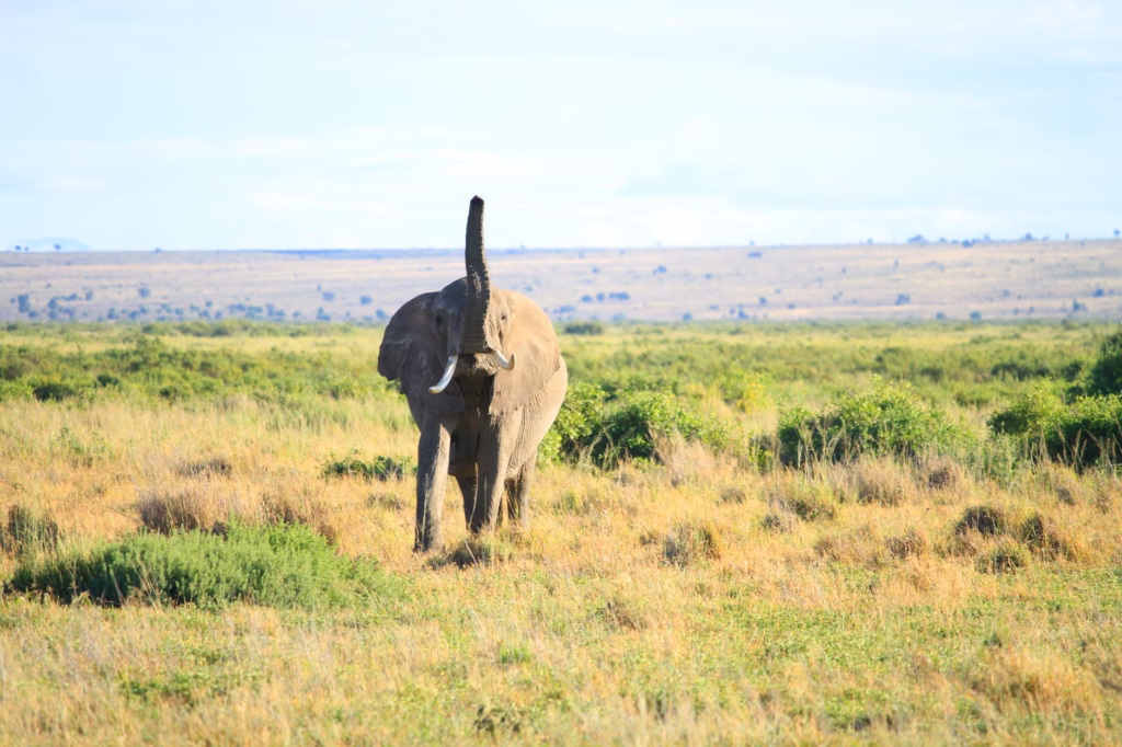 Kenya Safari Guide: What to Expect