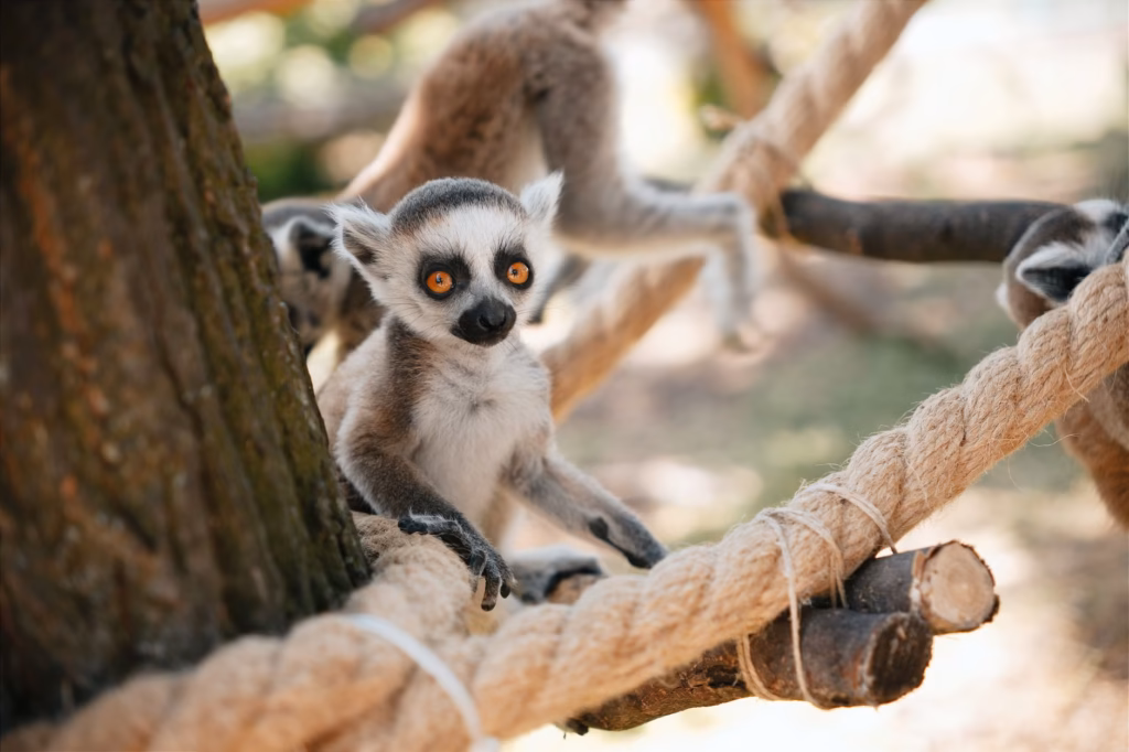 Madagascar Travel Guide for Nature Lovers