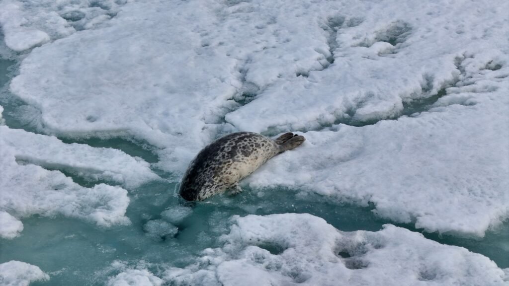 Marine Life in Antarctica: What to Expect