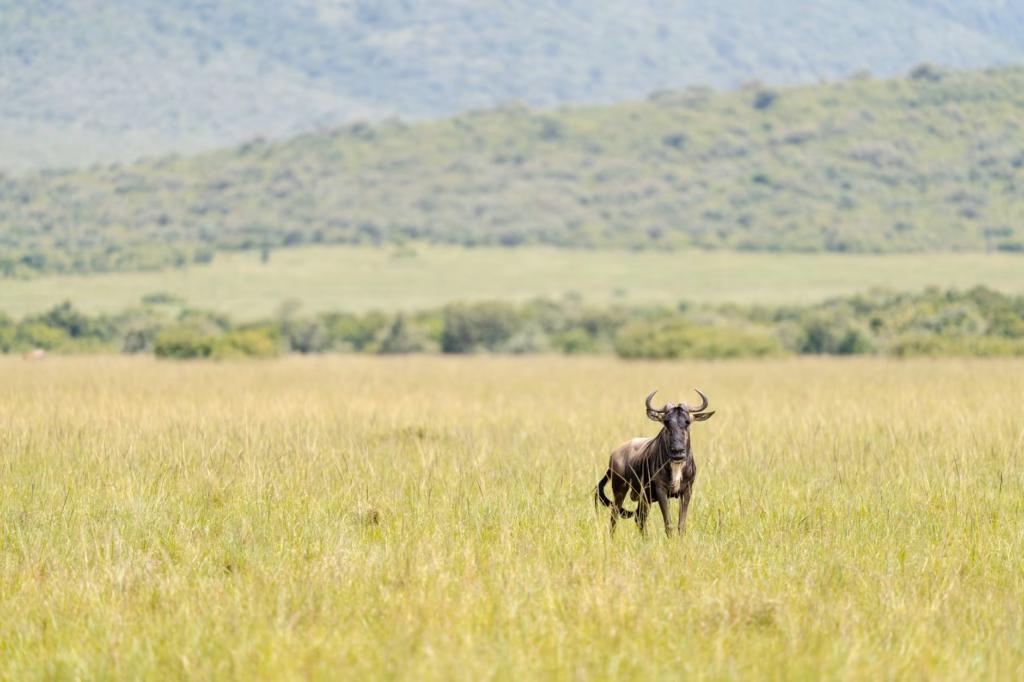 Masai Mara vs Serengeti: Which is Better