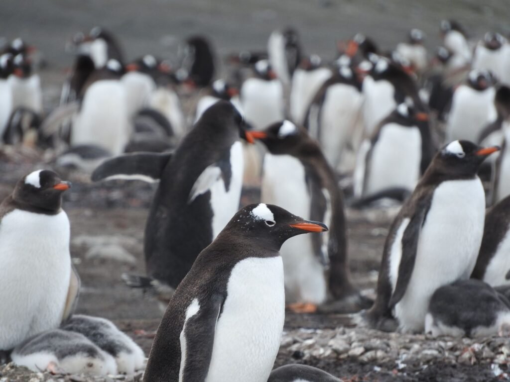 Penguin Colonies in Antarctica: Where to Go