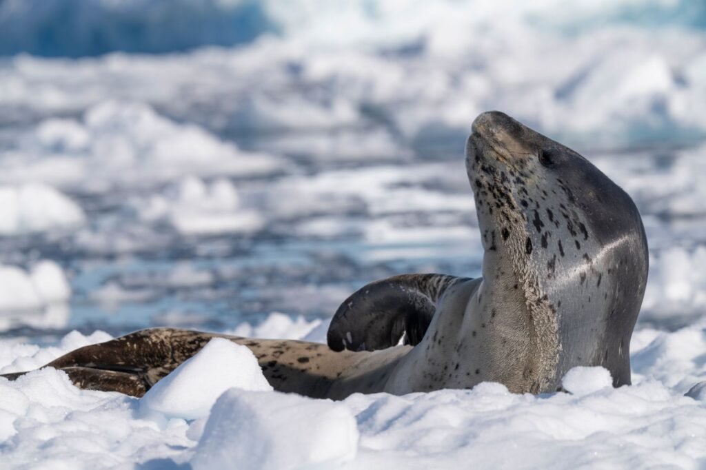 Photography in Antarctica: Best Spots