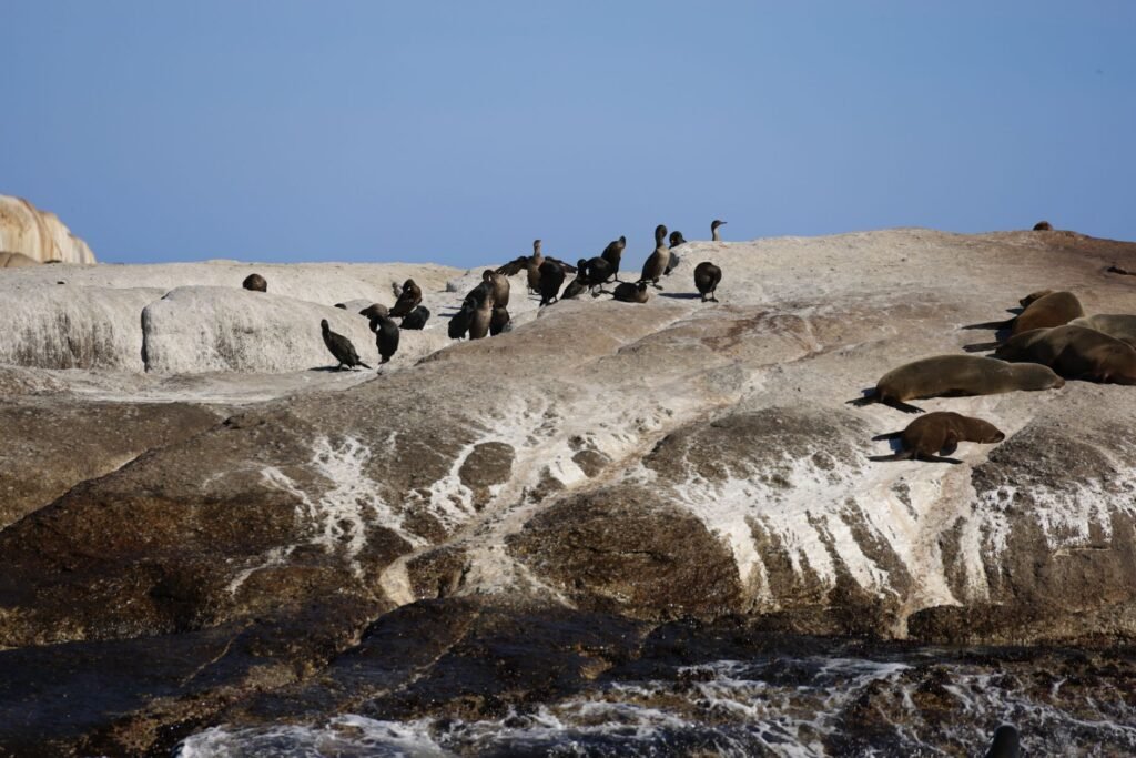 Seals and Birds of Antarctica Explained