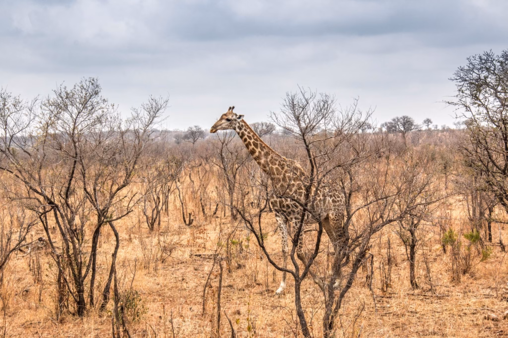 South Africa Safari Guide for Beginners