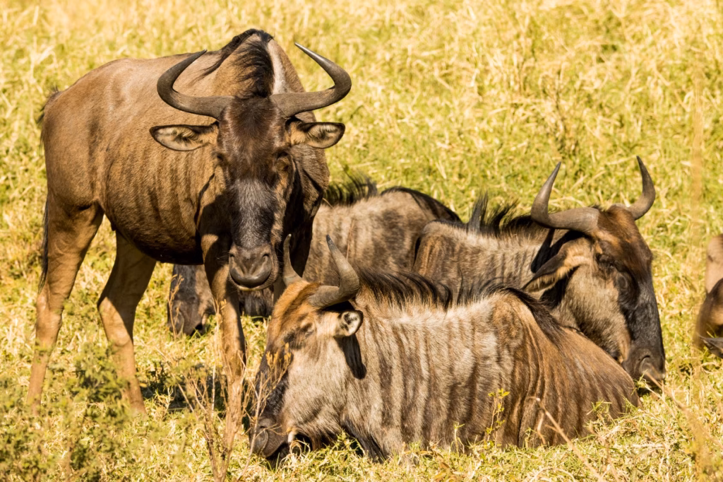 Tanzania Safari Itinerary for 7 Days