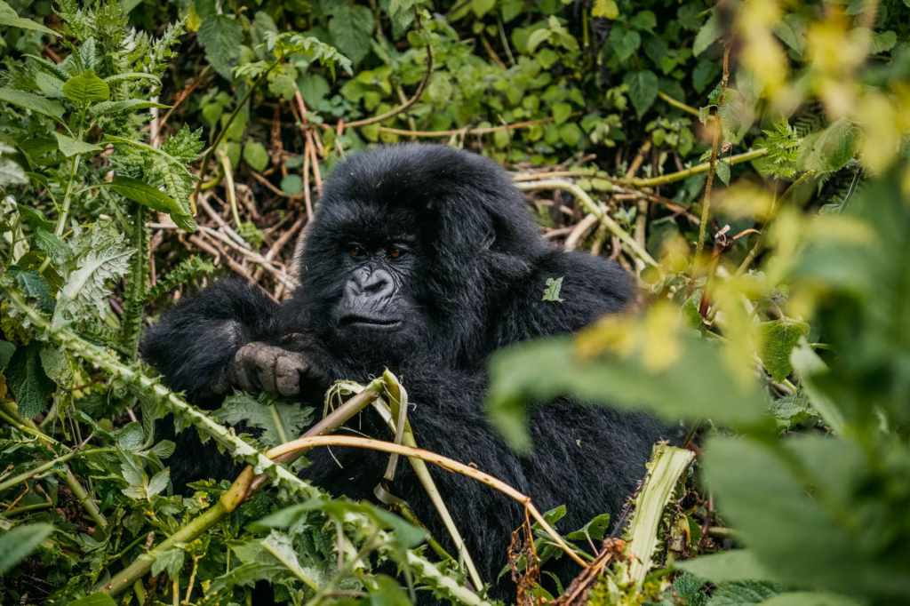 Uganda Travel Guide: Gorilla Trekking Experience