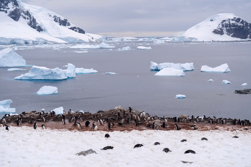 Ultimate Antarctica Travel Checklist