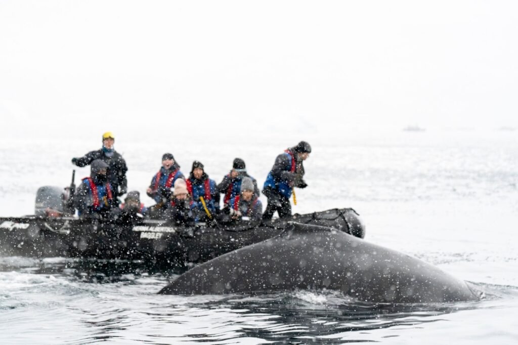 Whale Watching in Antarctica: Complete Guide