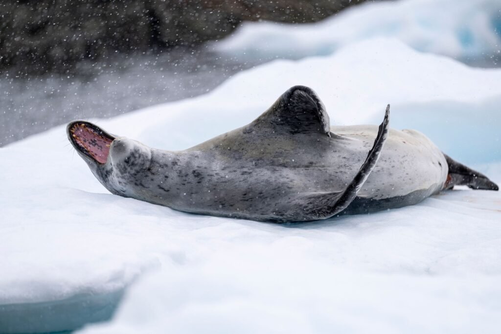 Wildlife in Antarctica: What You Will See