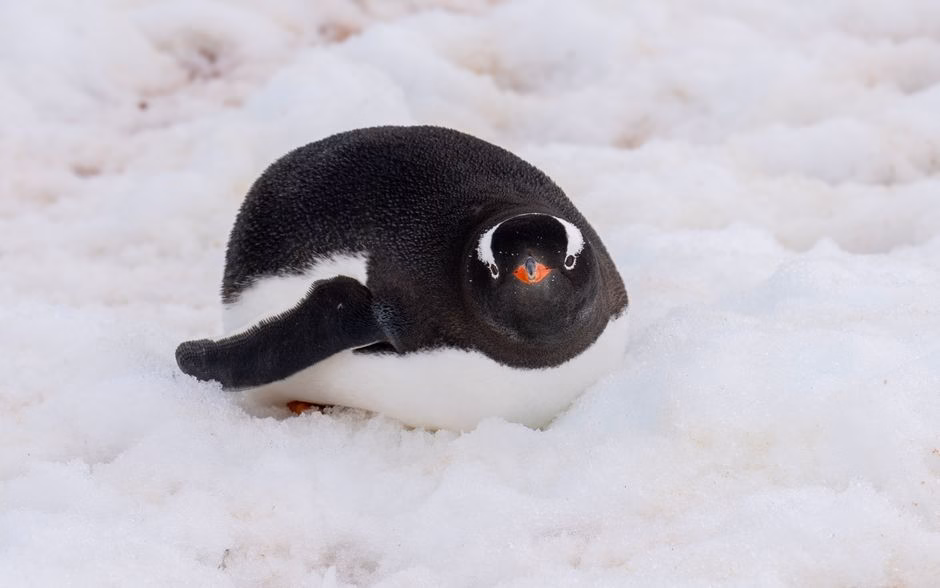 Gentoo penguin resting on snow in Antarctica, showcasing its natural habitat.