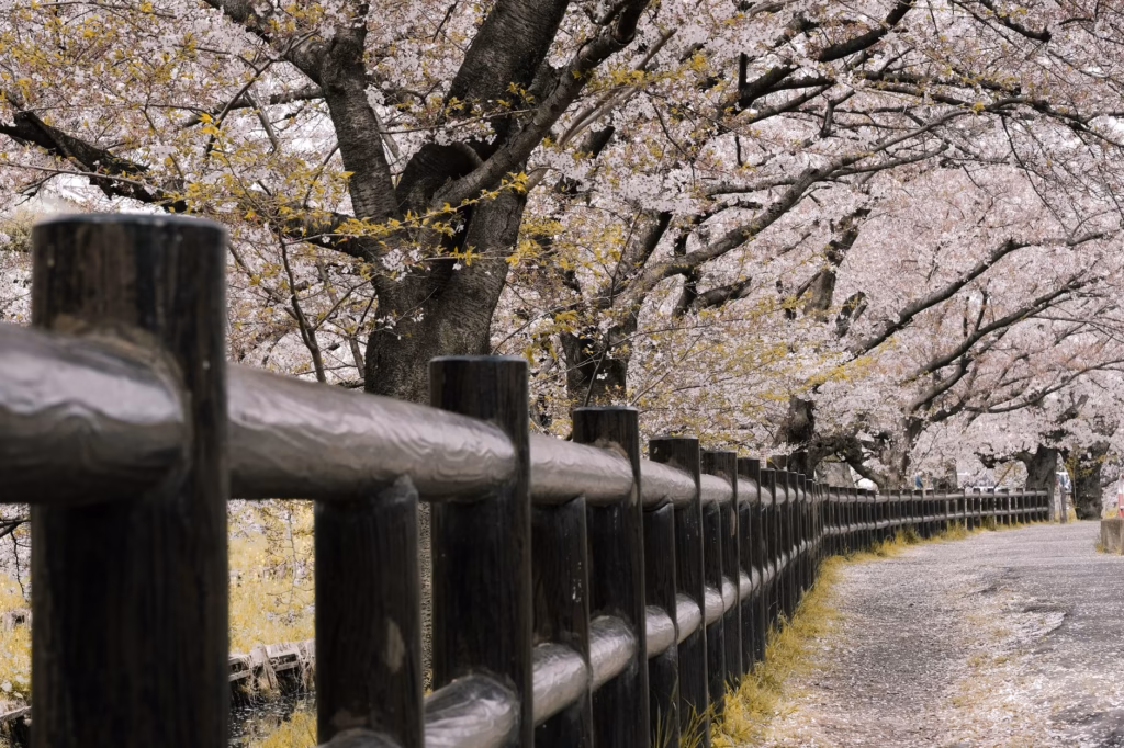 Cherry Blossom Destinations in Asia