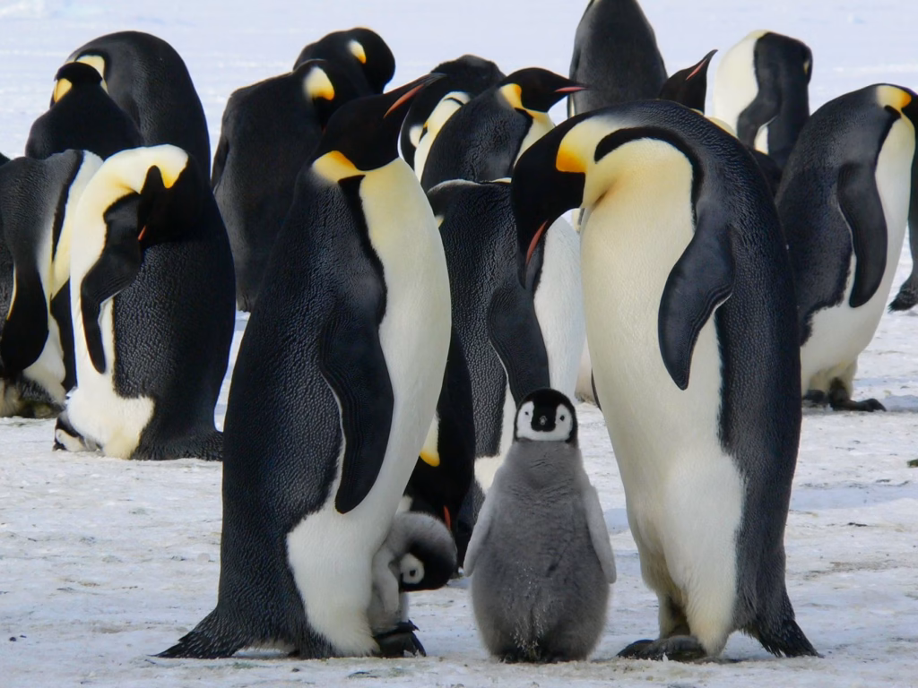 Family Travel to Antarctica: Is It Possible