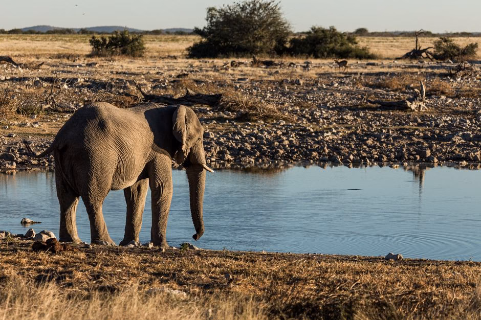 A lone African elephant stands beside a tranquil river in a wildlife reserve, captured in natural daylight.