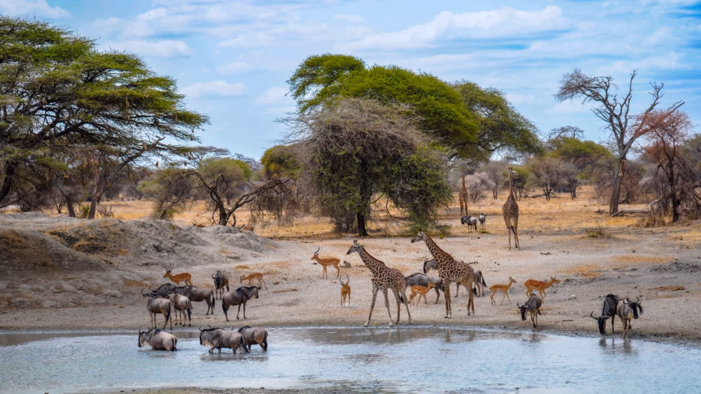 Where to Travel in Africa During Summer