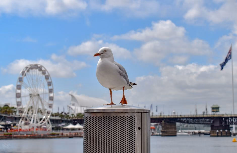 A seagull perches near the Ferris wheel in vibrant Darling Harbour, Sydney.
