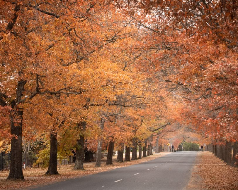 Peaceful autumn scene with empty road lined by vibrant fall foliage in Macedon, Australia.