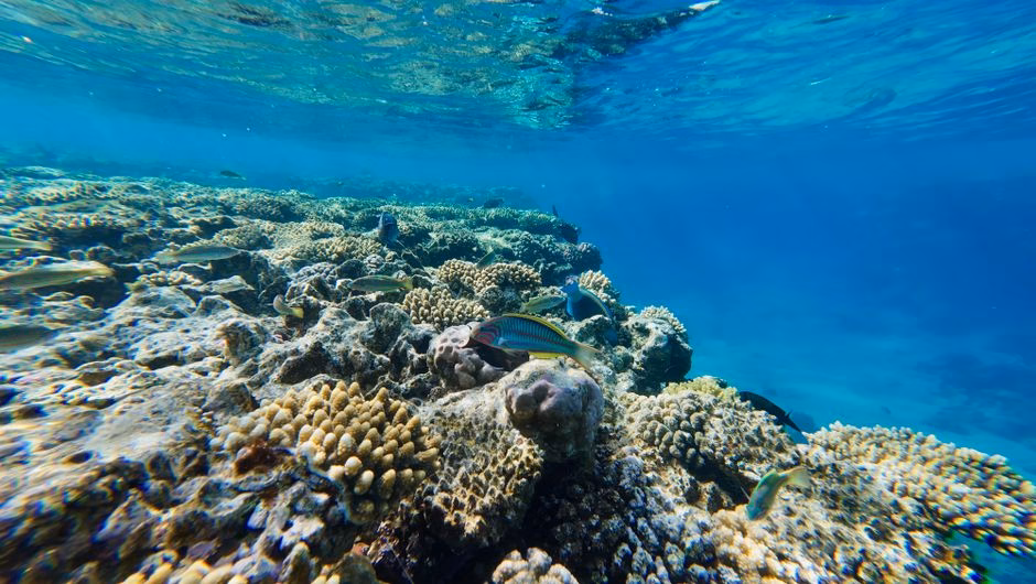 Discover the colorful coral reef ecosystem bustling with diverse marine life under the clear blue ocean.