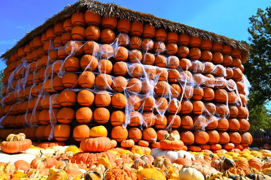A large stacked display of pumpkins decorated with spider webs, symbolizing autumn and Halloween.