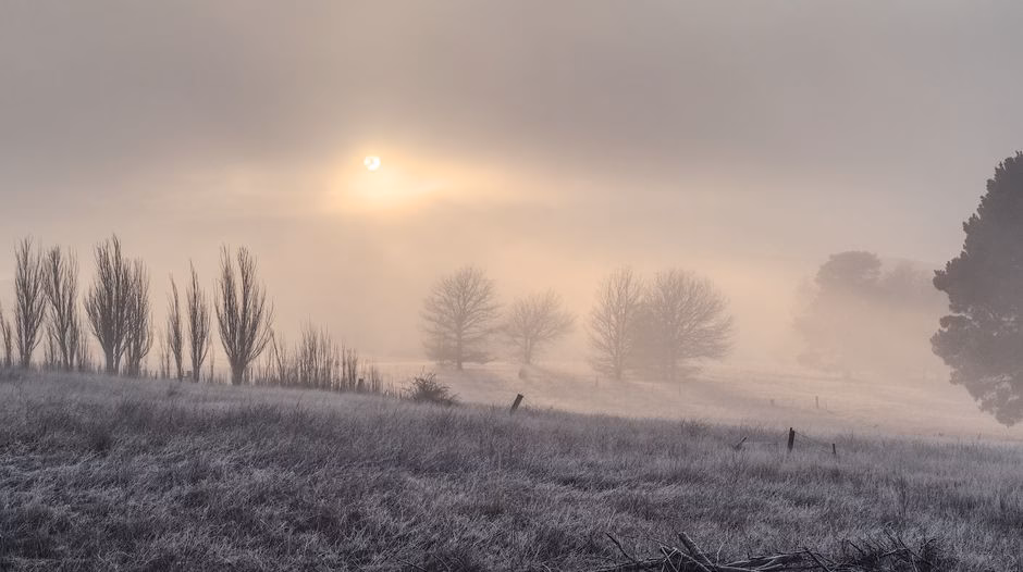 Serene foggy sunrise over frosty rural landscape with barren trees and cold atmosphere.